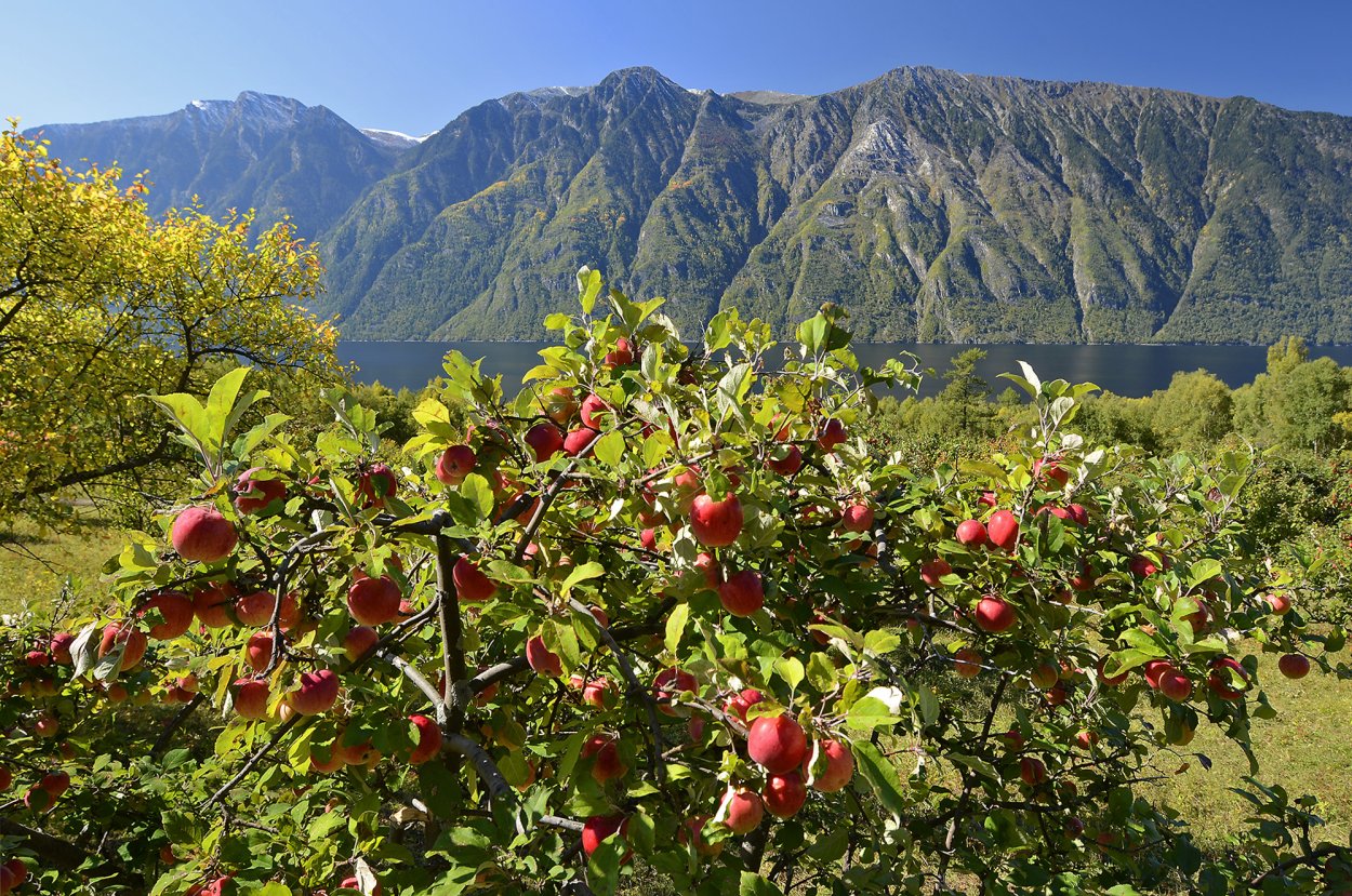 Телецкое озеро Яблочные сады