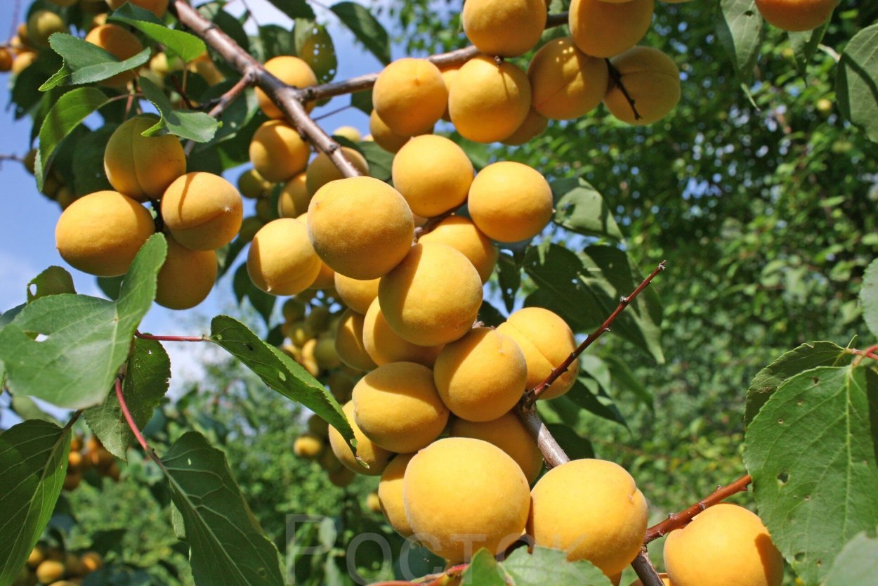 Абрикос десертный