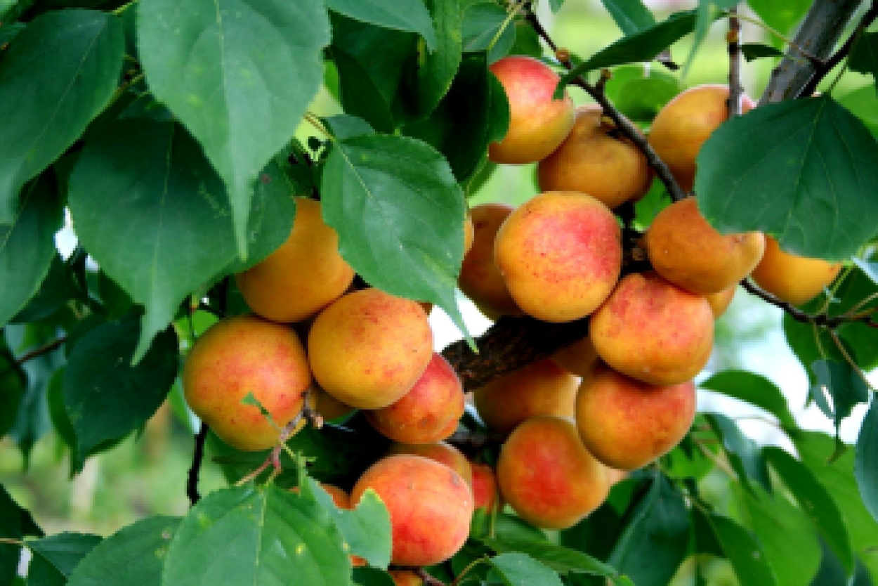 Абрикос Ульянихинский (ранний)