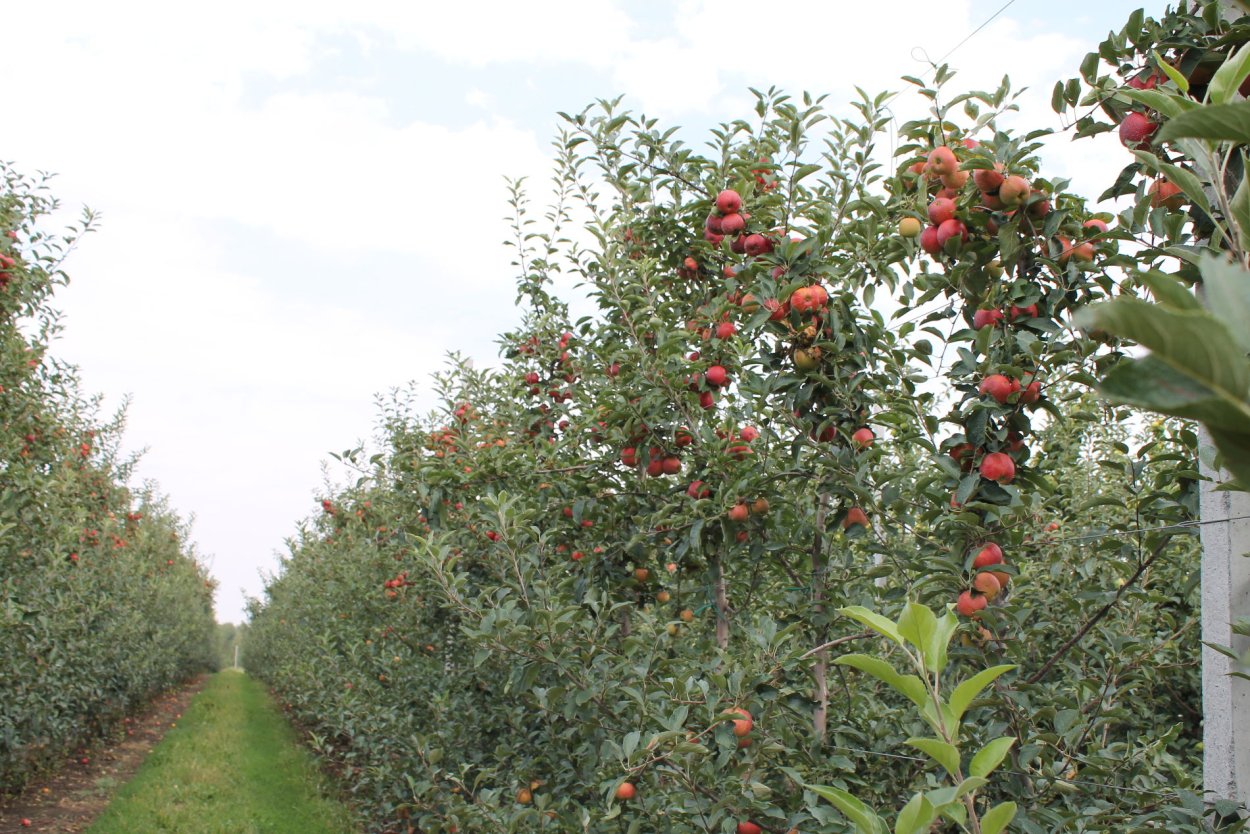 Яблоневый сад Майкоп