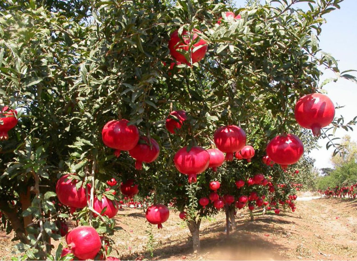 Хатай Турция плантации гранат