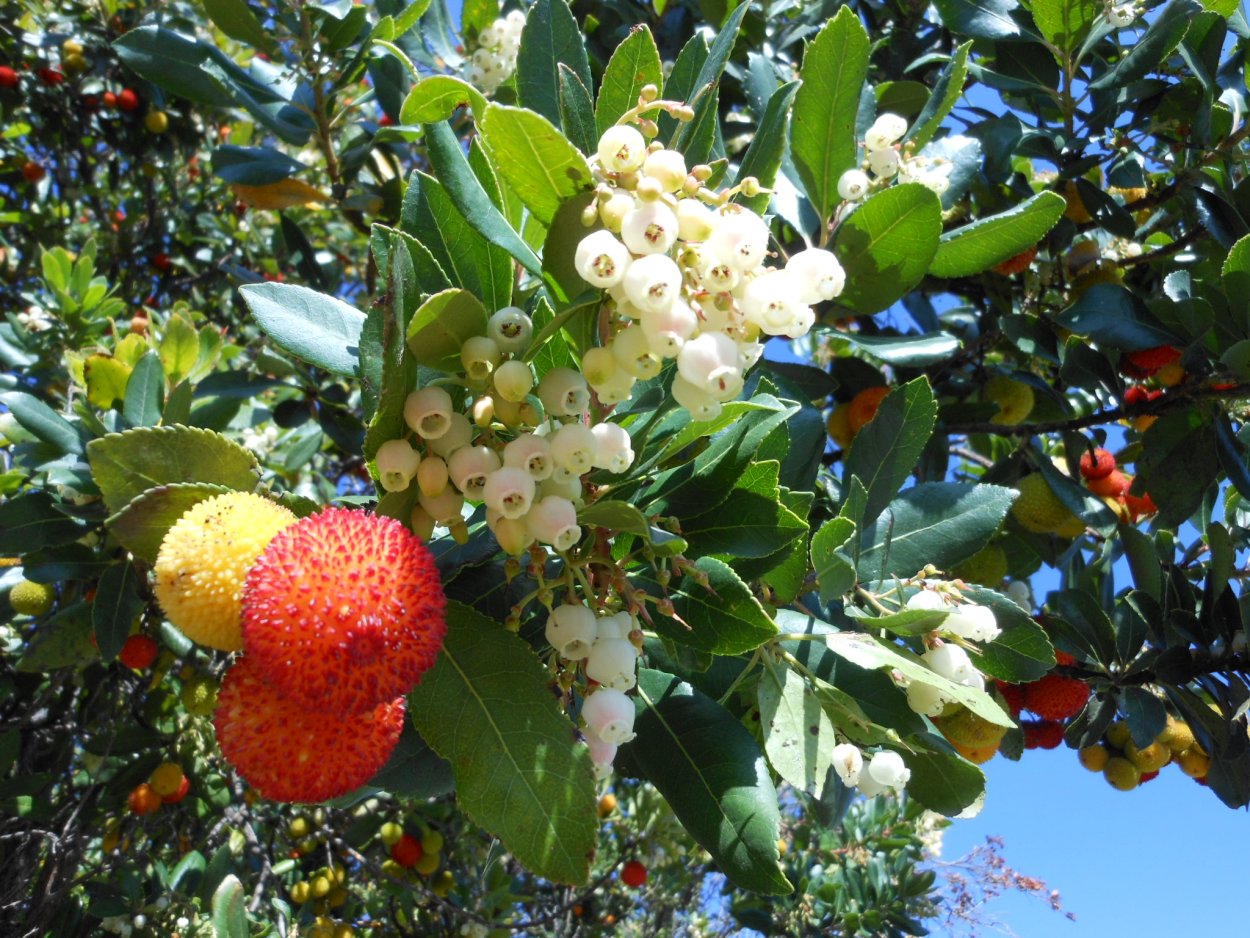 Арбутус Земляничное дерево