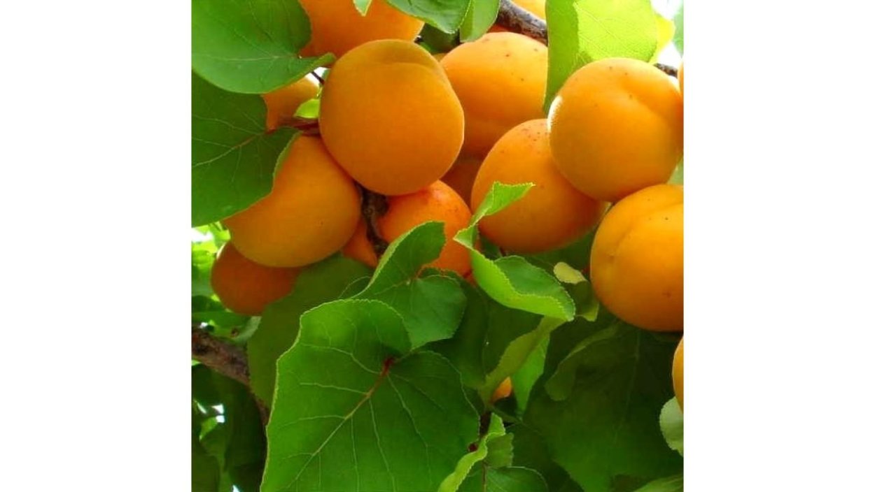 Абрикос колоновидный принц март