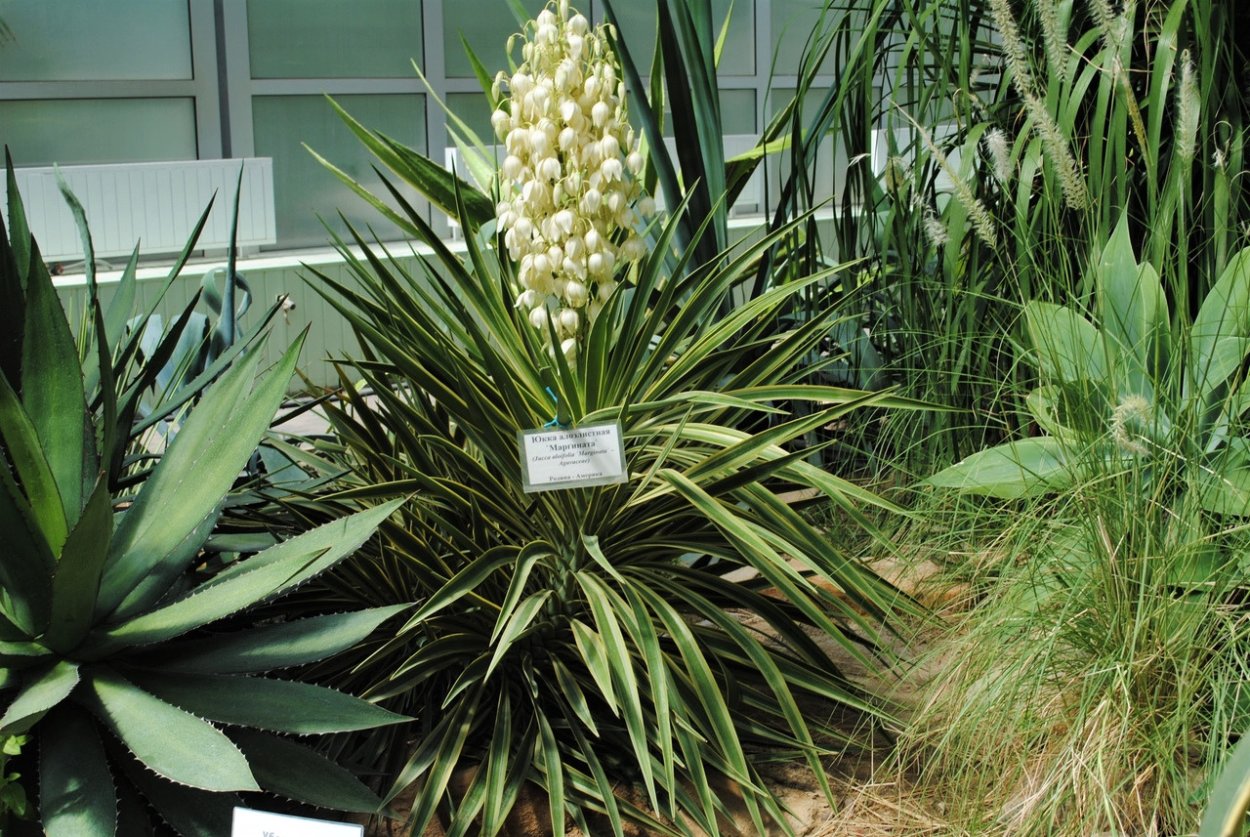 Юкка алоэлистная Маргината