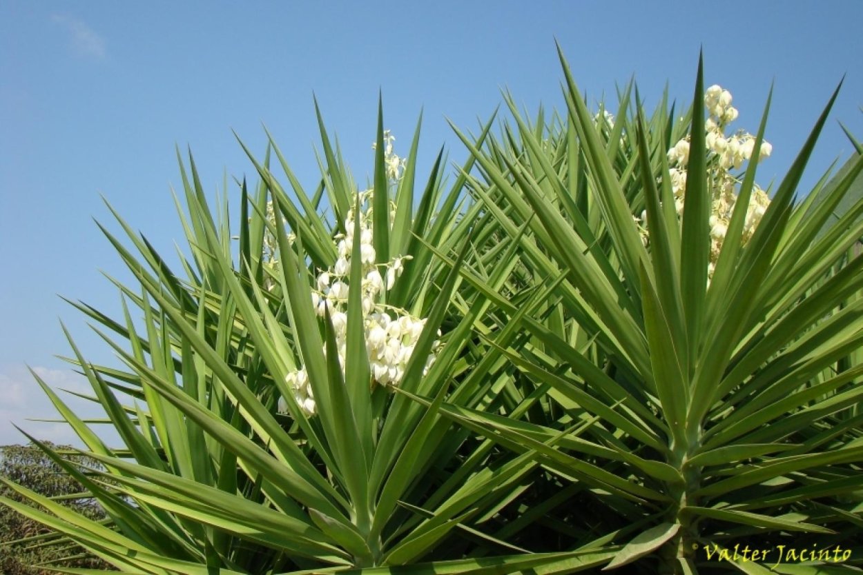 Цветок Юкка нитчатая