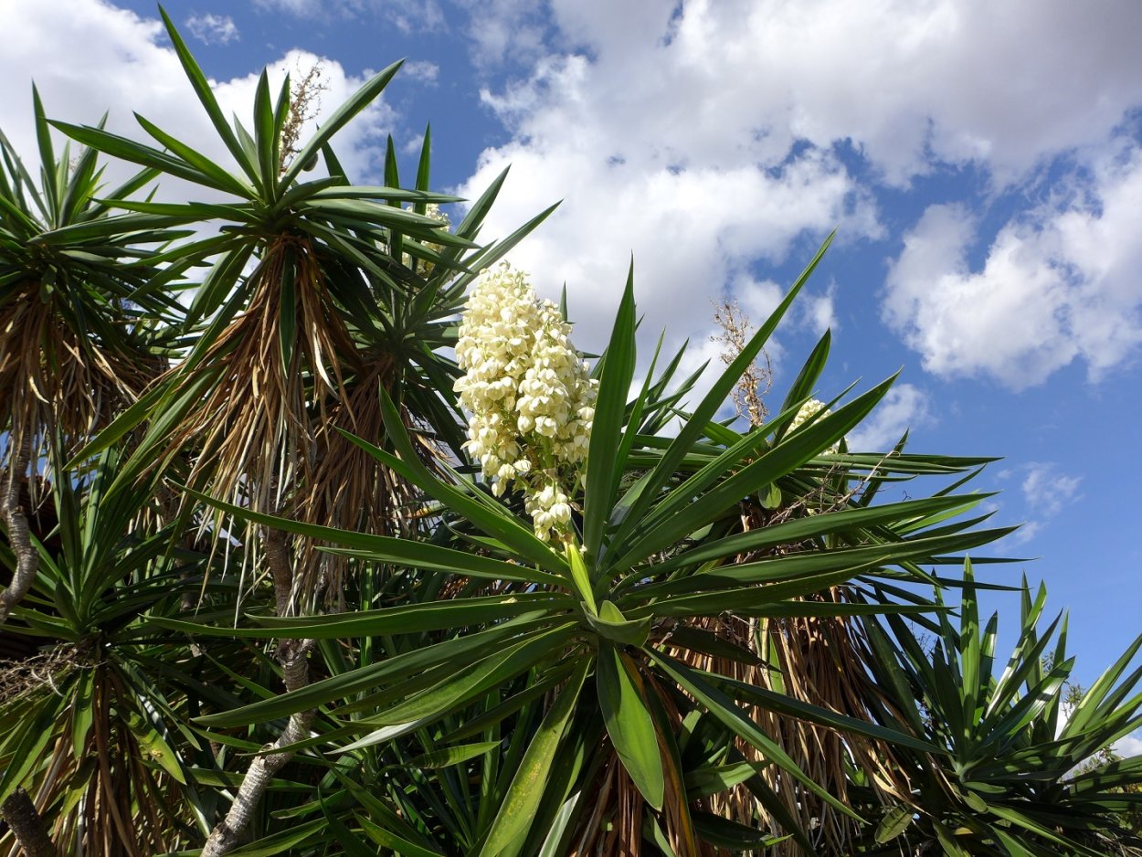 Юкка Садовая Пальма