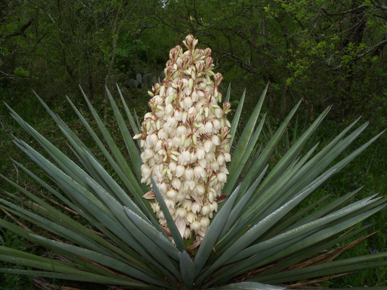 Yucca растение