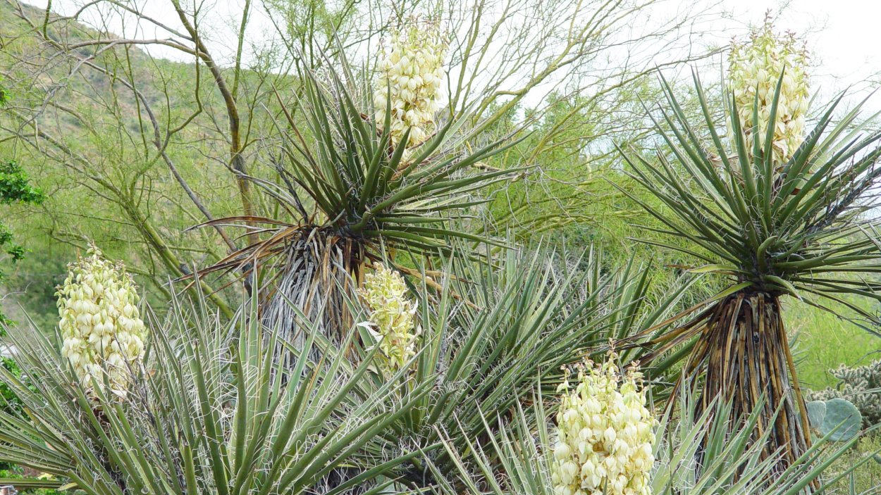 Пальма Юкка - Yucca d12 h45