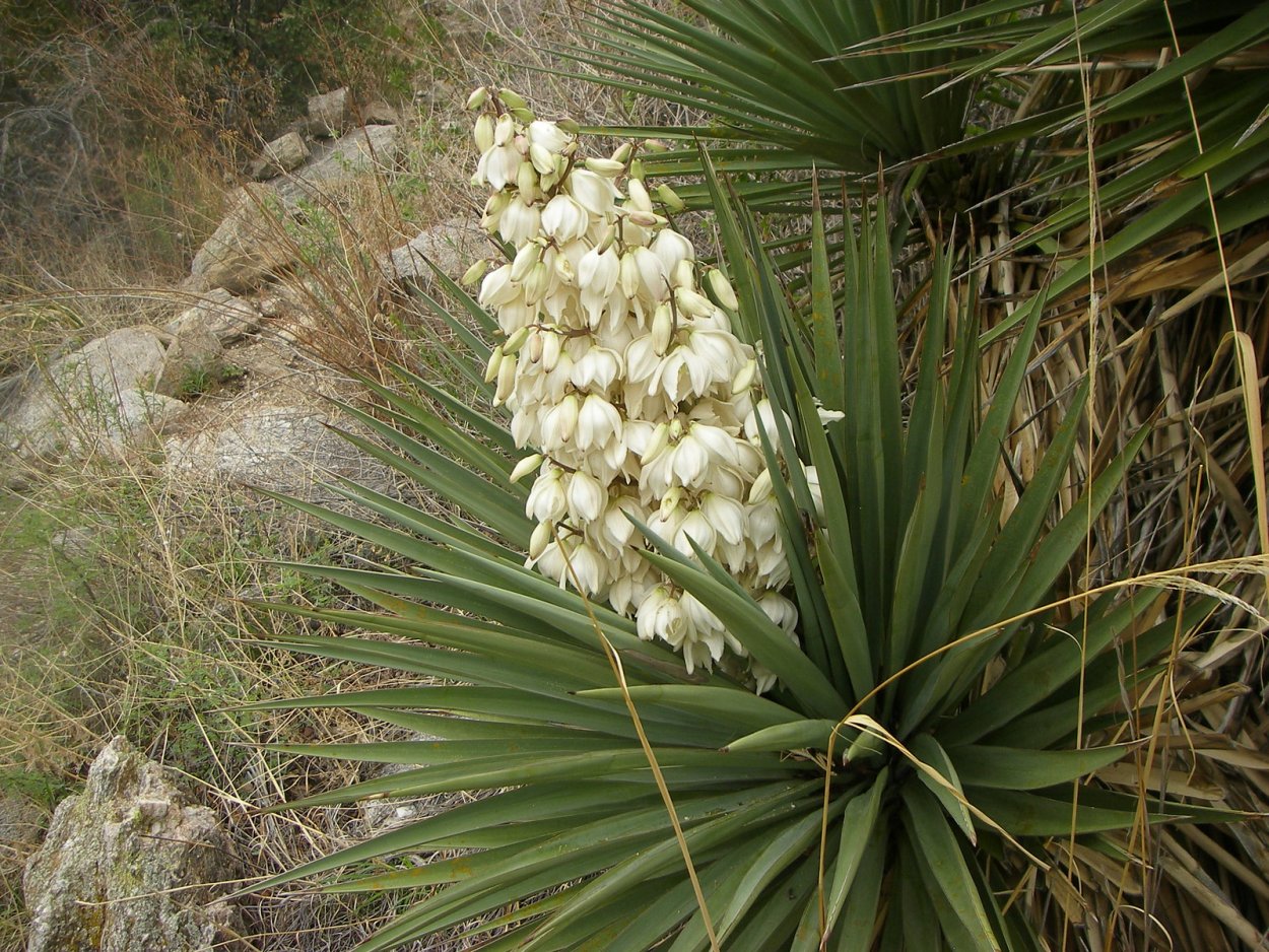 Юкка Глориоза латынь