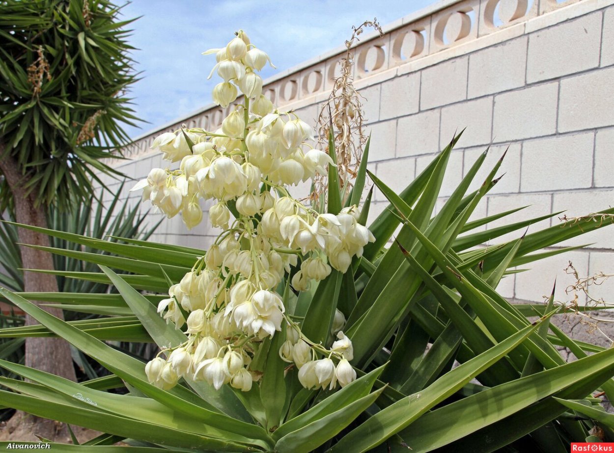 Yucca aloifolia purpurea