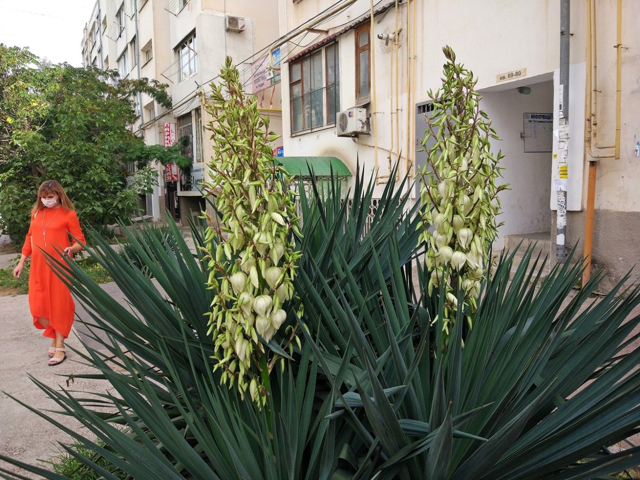 Юкка Геленджик