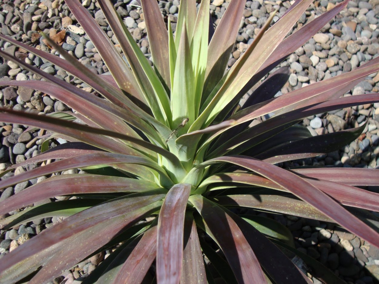 Юкка Драцена Пальма Юкка