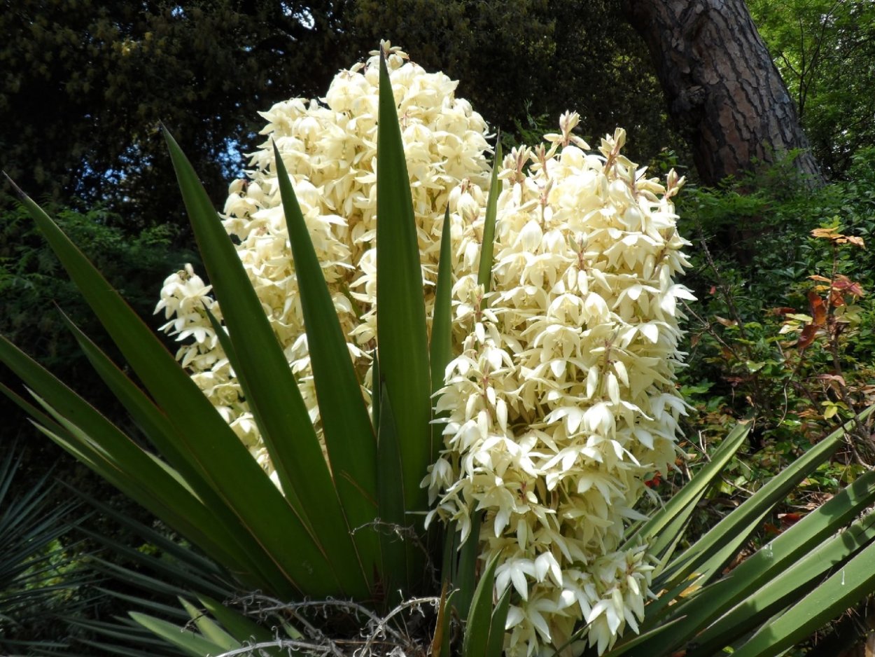 Пальма Юкка алоэлистная