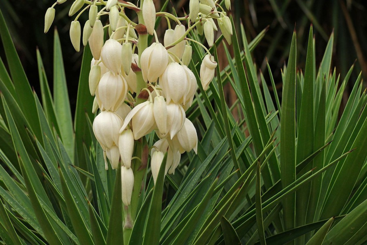 Юкка коротколистная