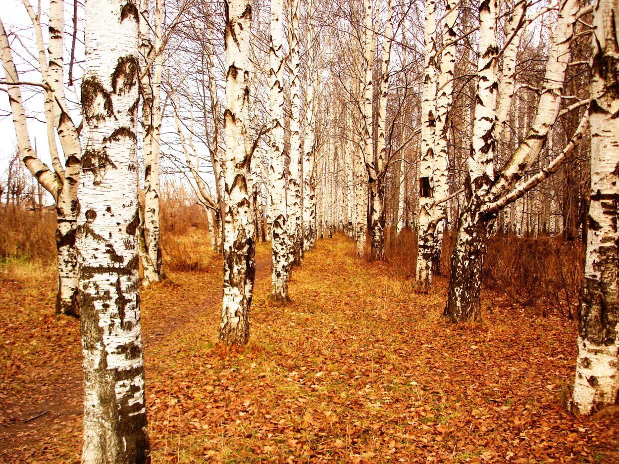 Ветка березы осень