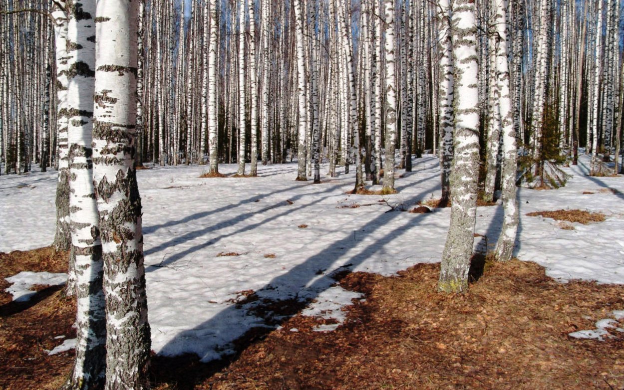 Листва березы осенью