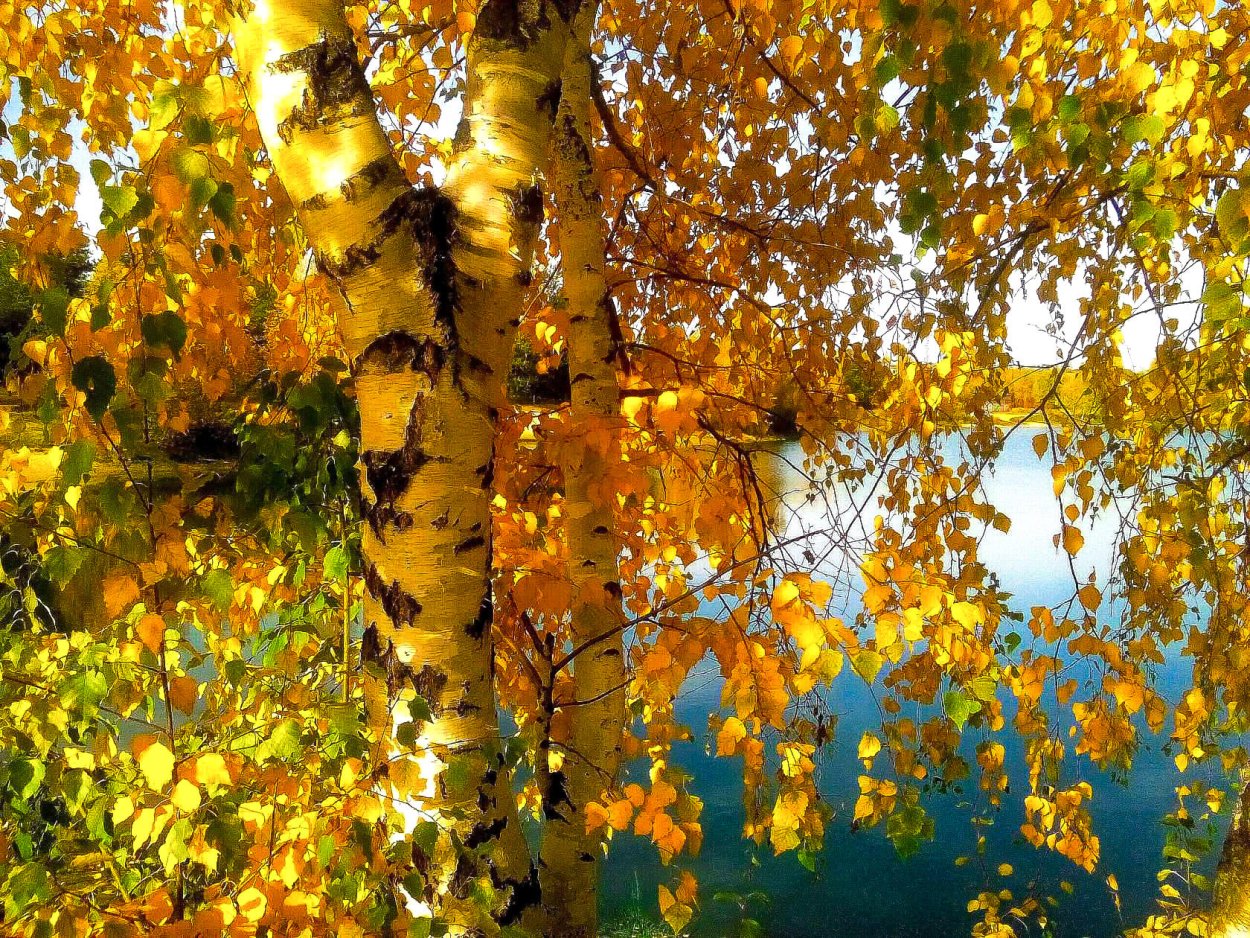 Пандо дерево