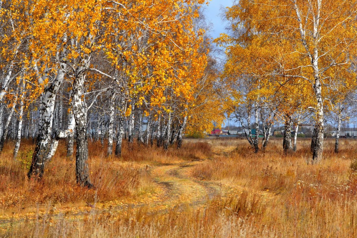 Березка ранней осенью