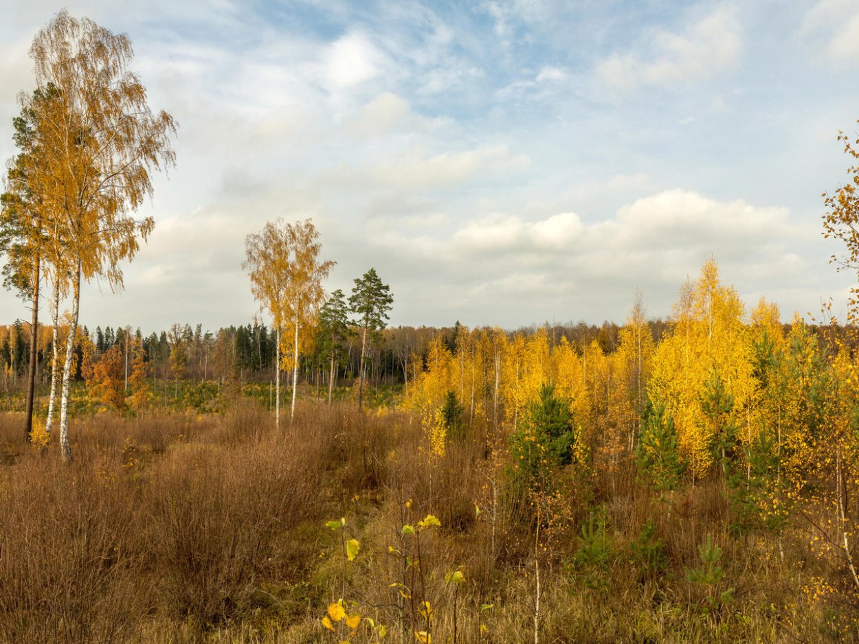 Деревья Якутии береза