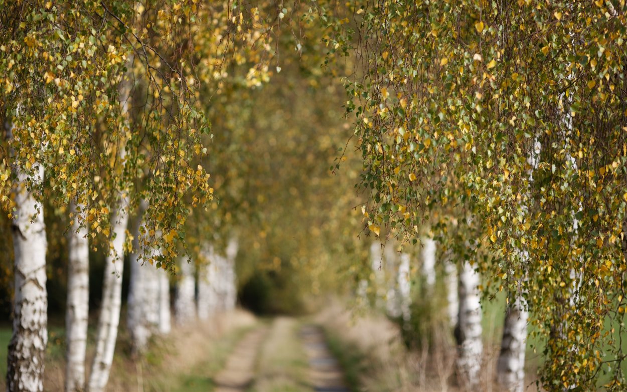 Осенний1 пейзаж Кушнер