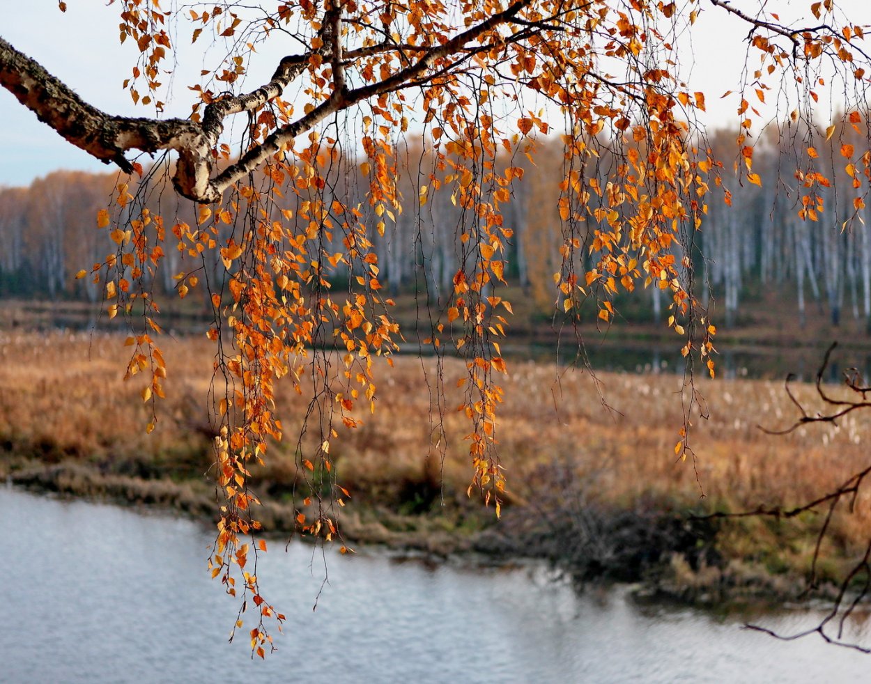 Ива белоствольная, Salix Belostvolnaya,