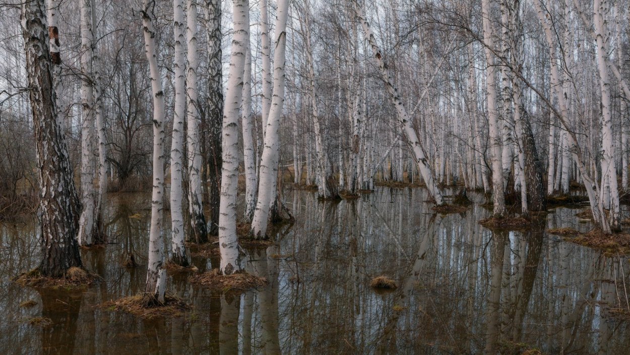 Река берёзка лавочка