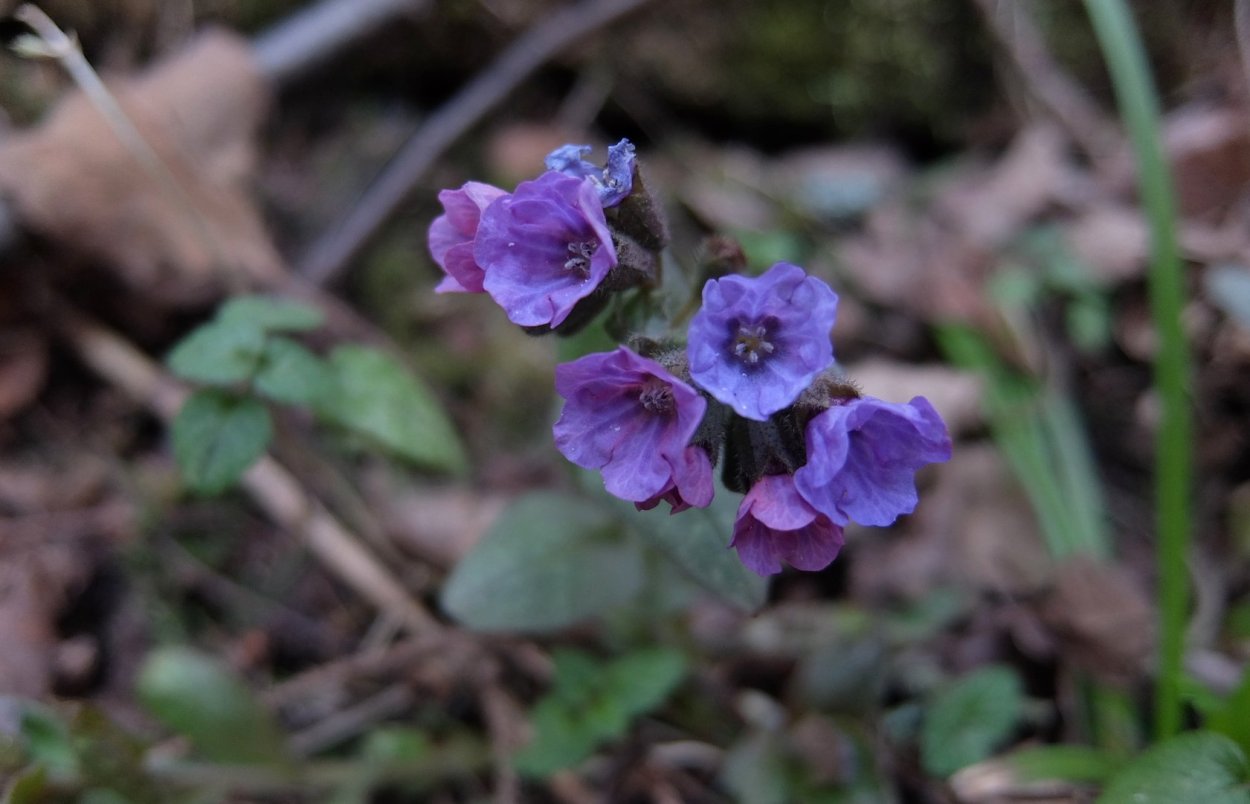 Медуница лекарственная в лесу