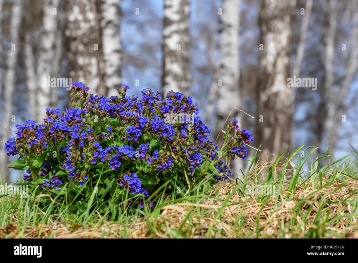 Медуница узколистная