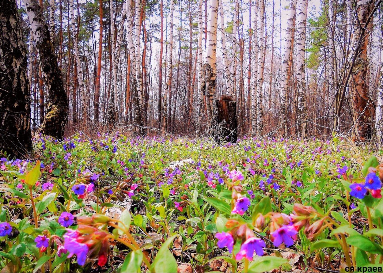 Полянка медуницы