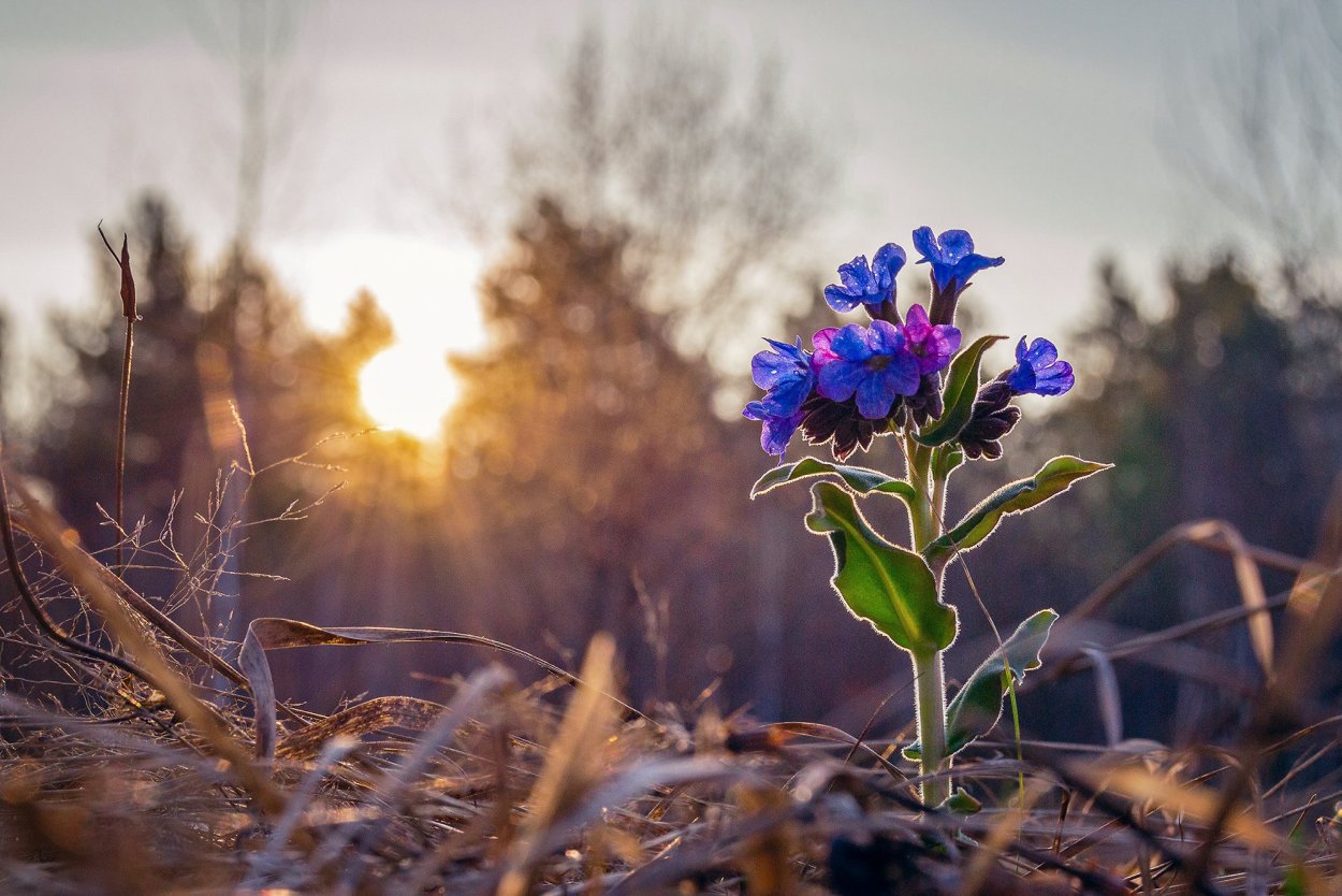 Медуница ранней весной