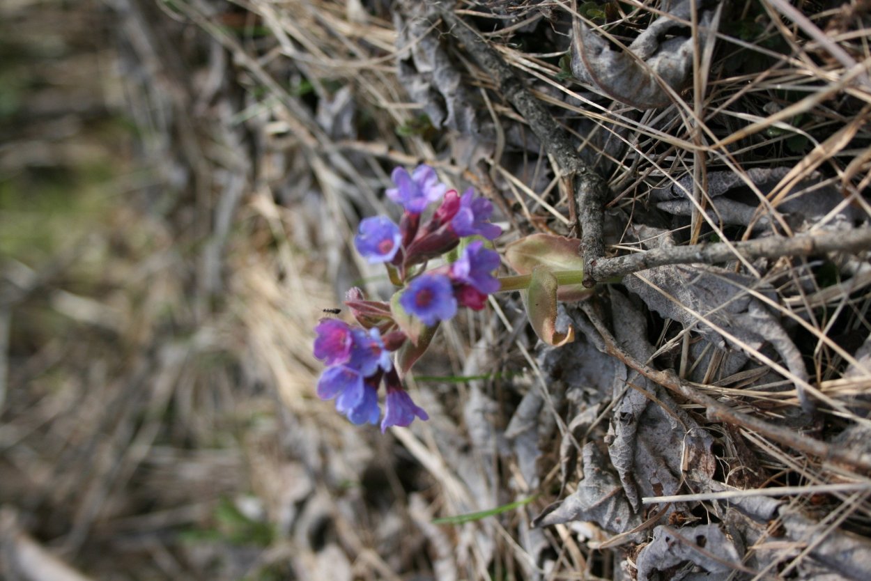 Медуница в Тверской области