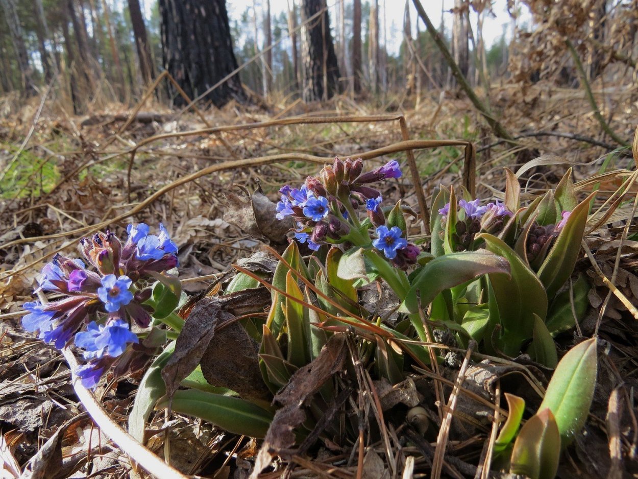 Медуница Pink Haze