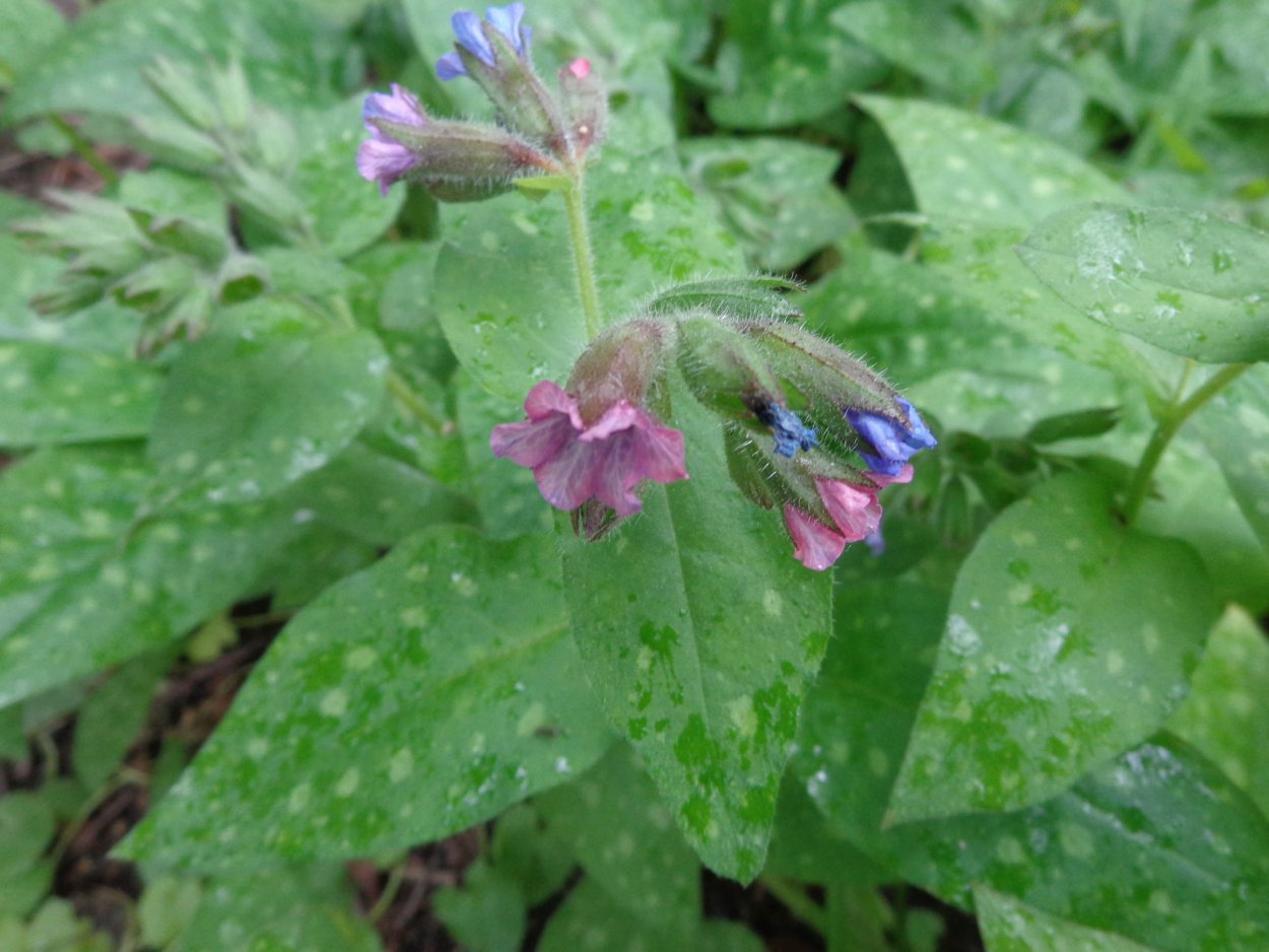 Цветок Медуница в лесах Сибири