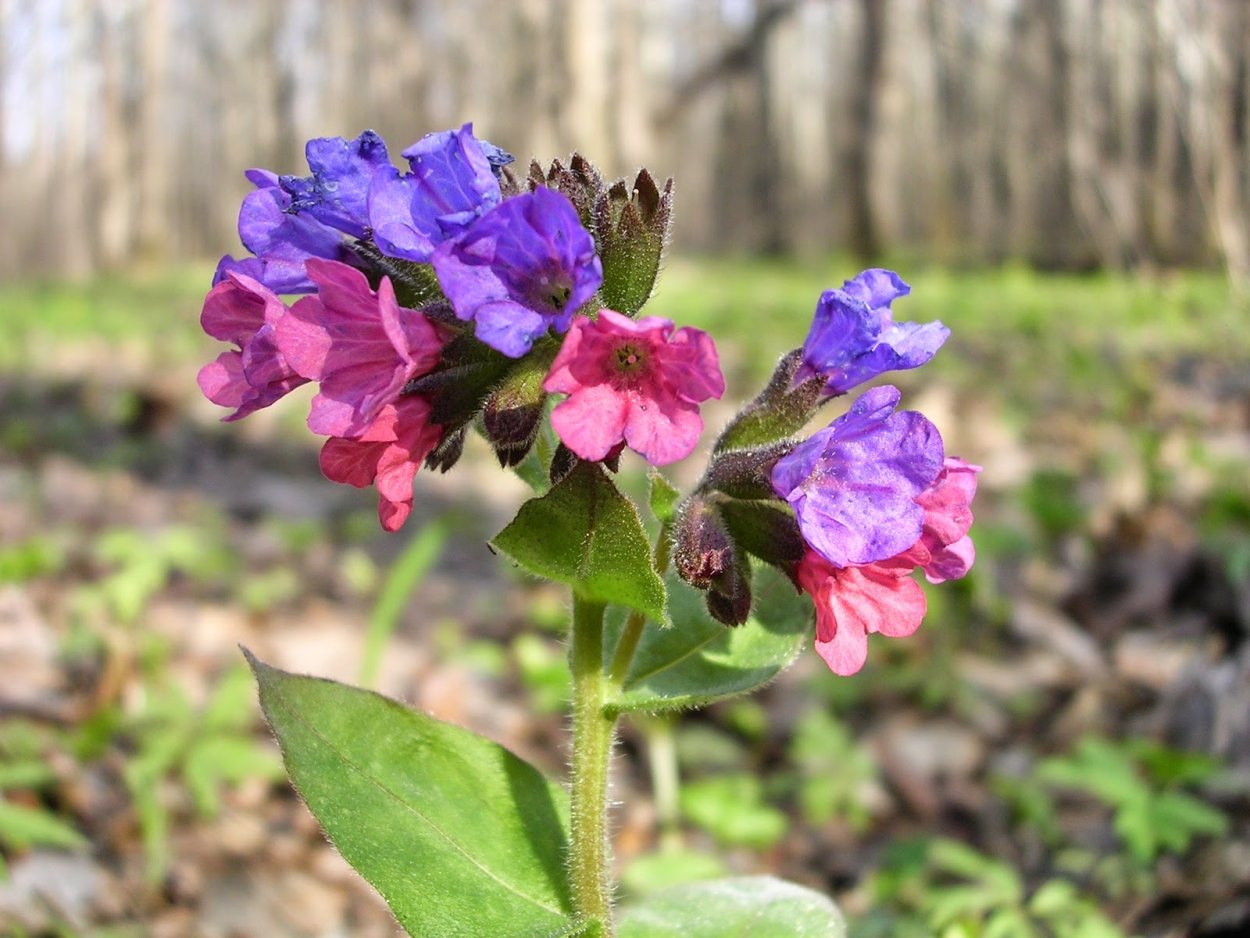 Медуница Весенняя