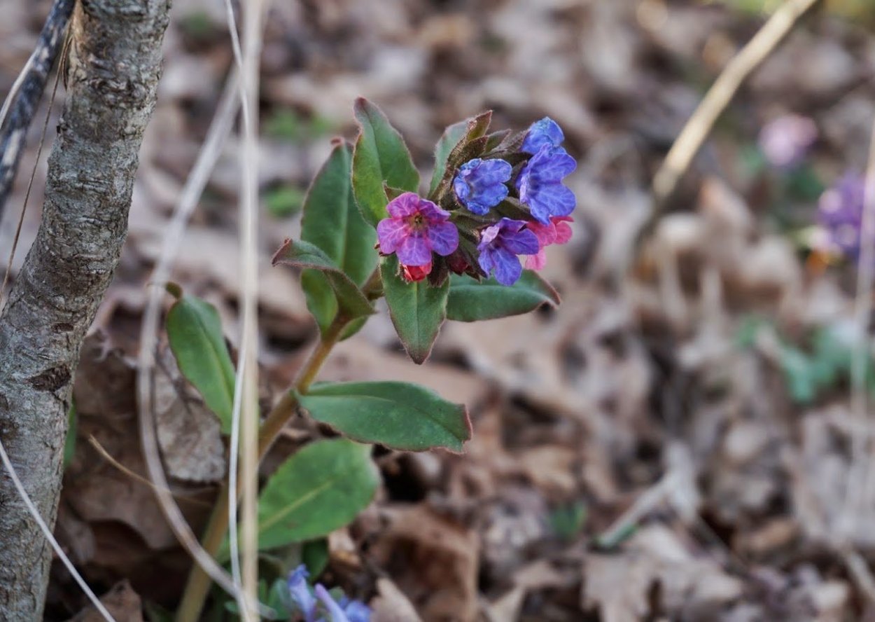 Медуница Айсберг