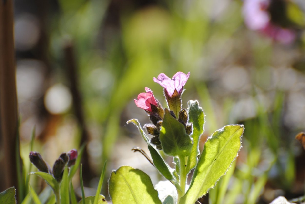 Медуница Лесная