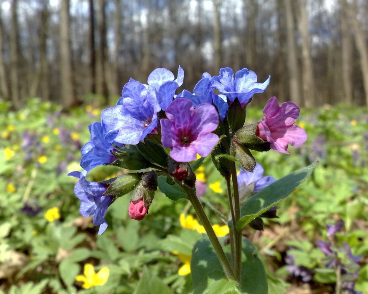 Весенние первоцветы Медуница
