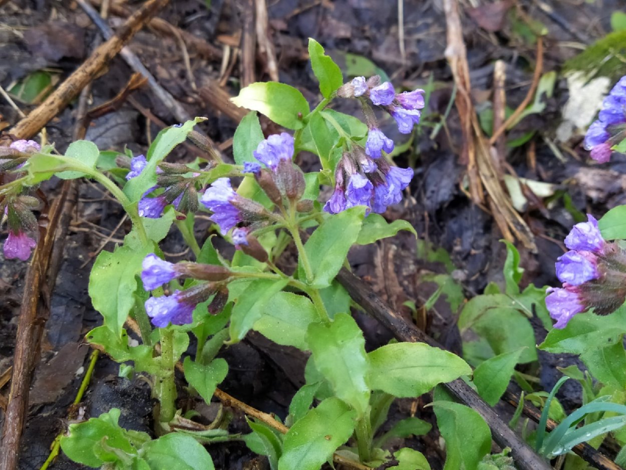 Лесные цветы Чувашии