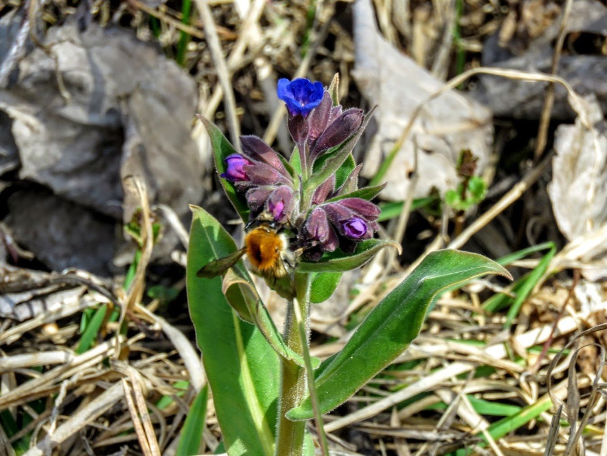 Медуница Лесная