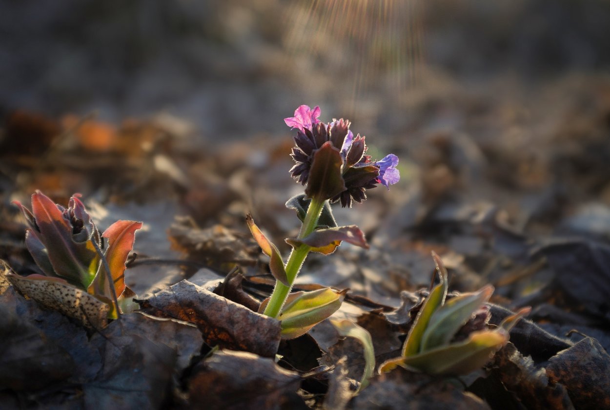 Медуница Лесная