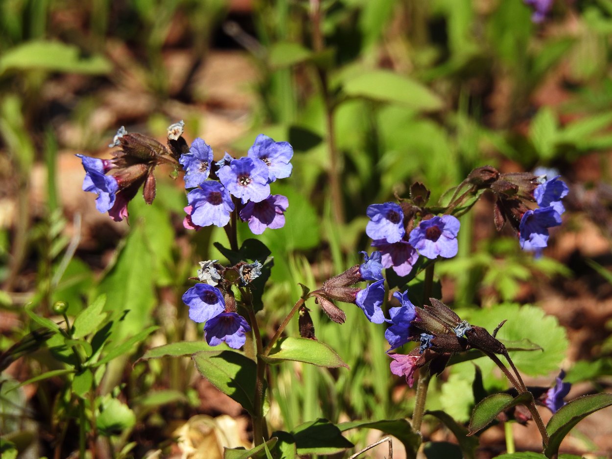 Медуница Лесная цветок