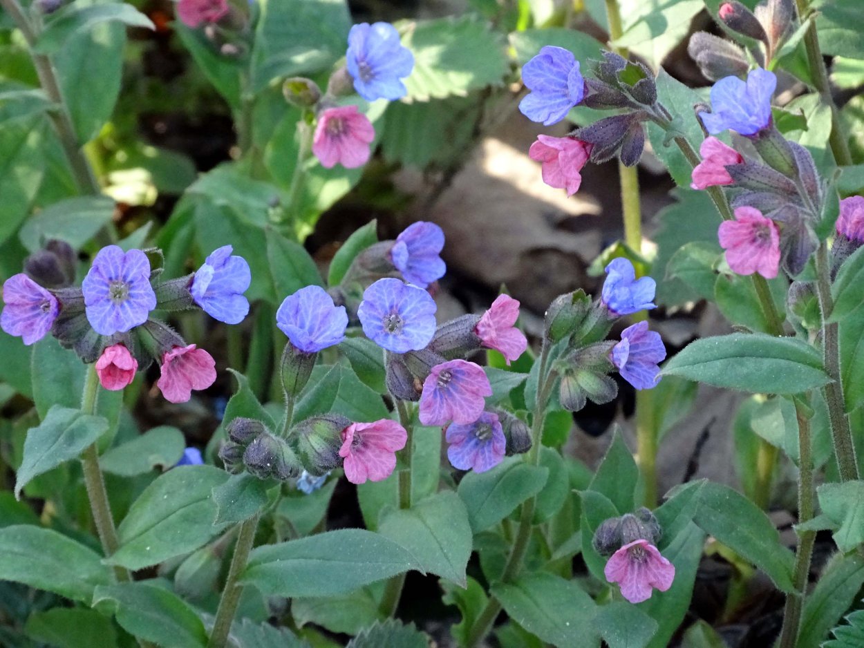 Медуница Лесная цветок