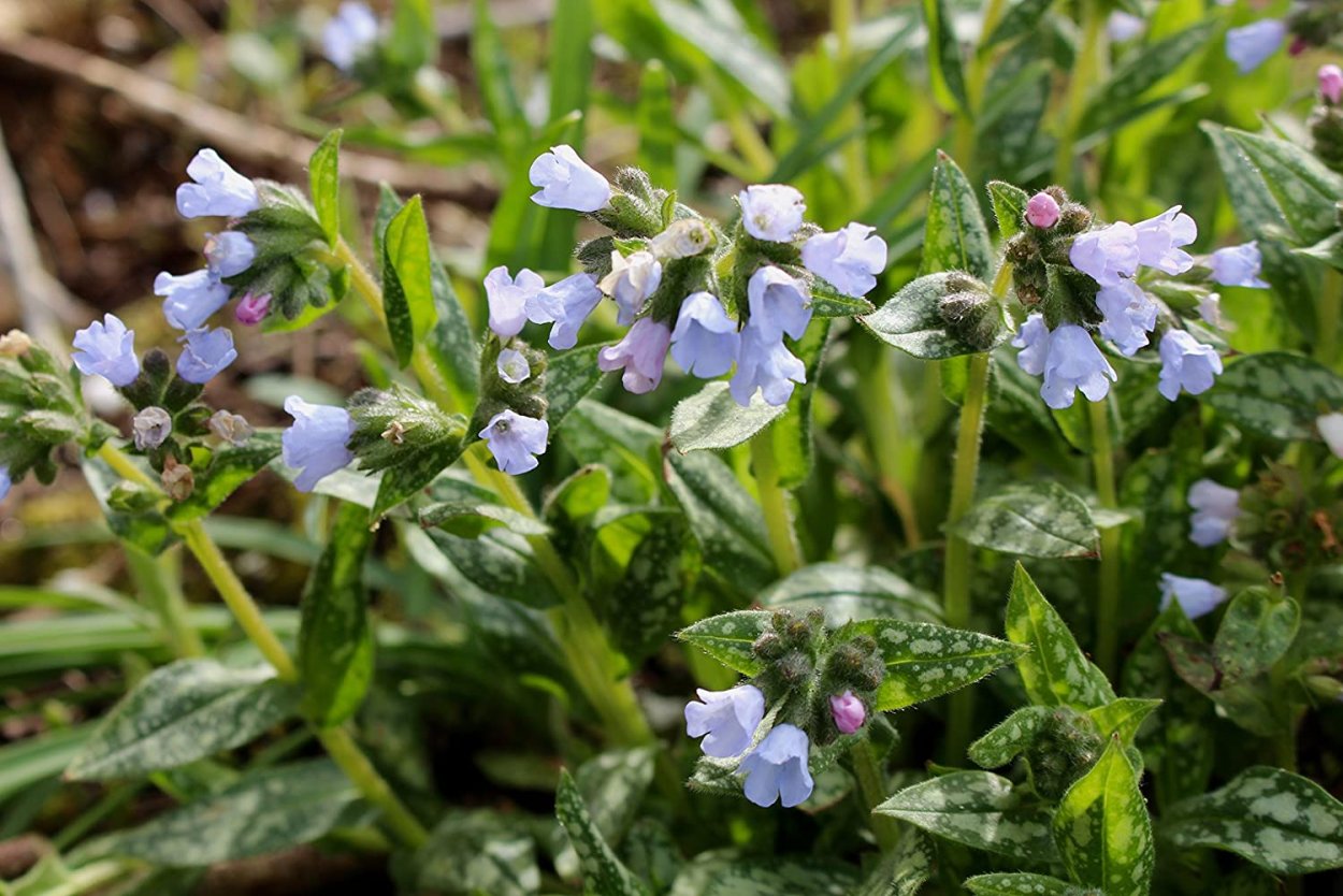 Медуница Таежная