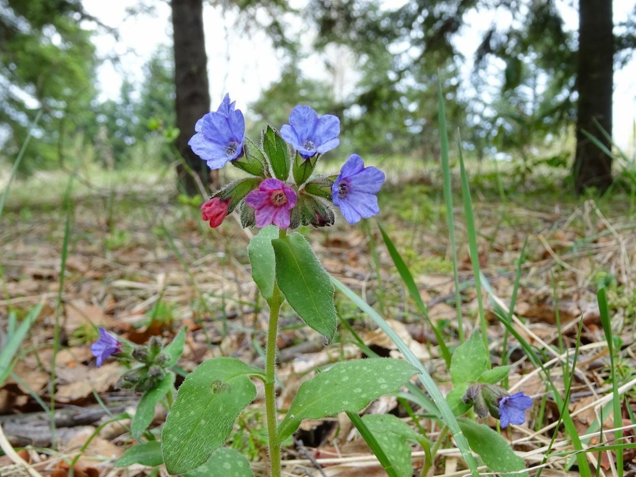 Медуница Лесная цветок