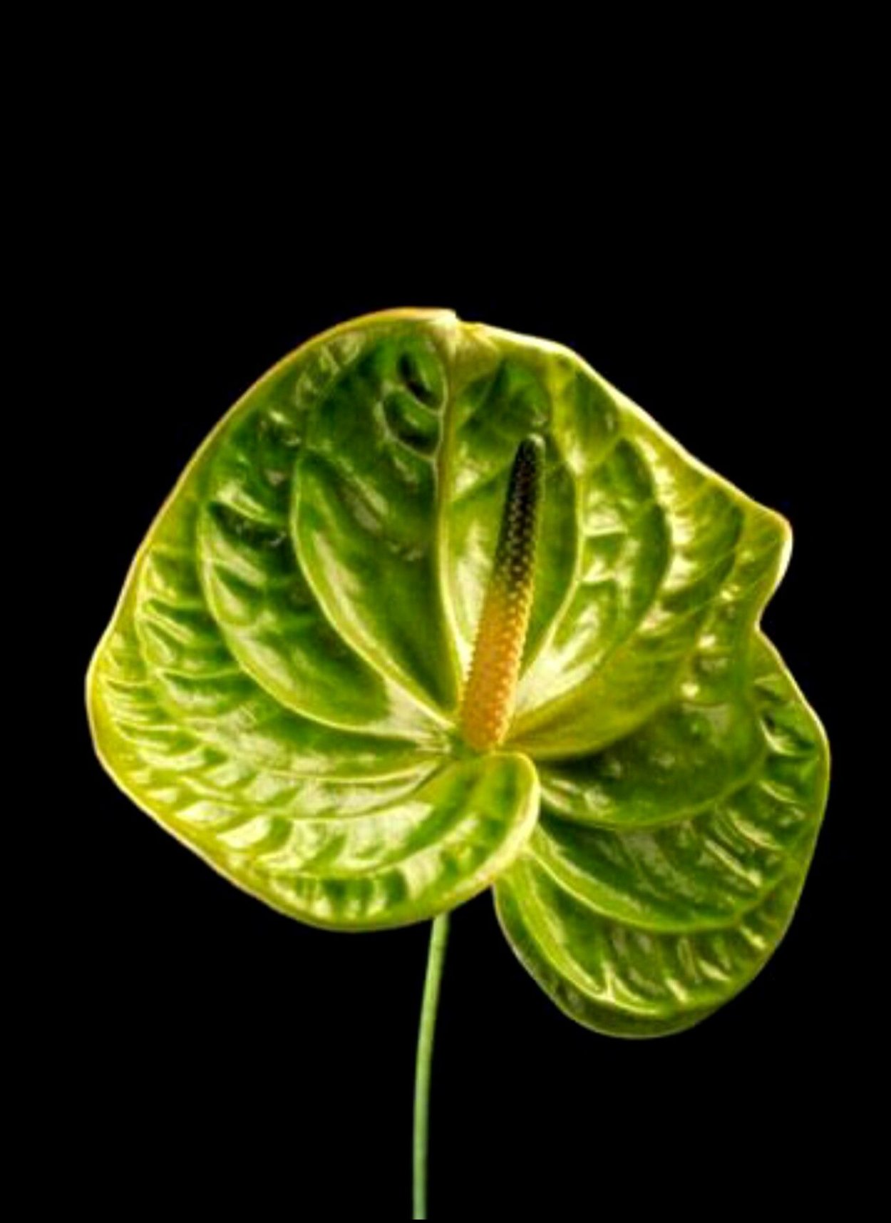 Антуриум зеленый цветок