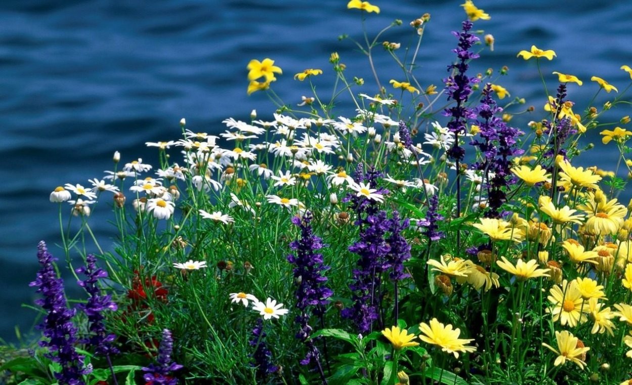 Луговые цветы