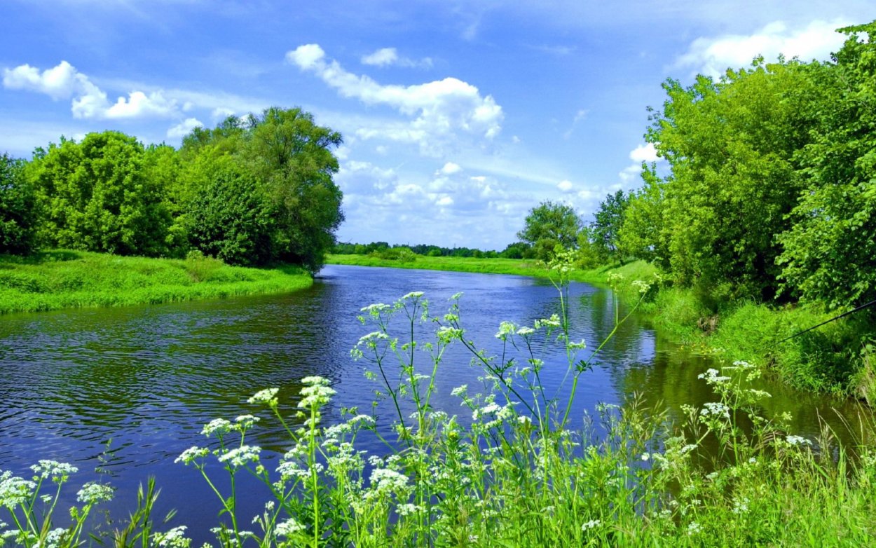 Летом у реки