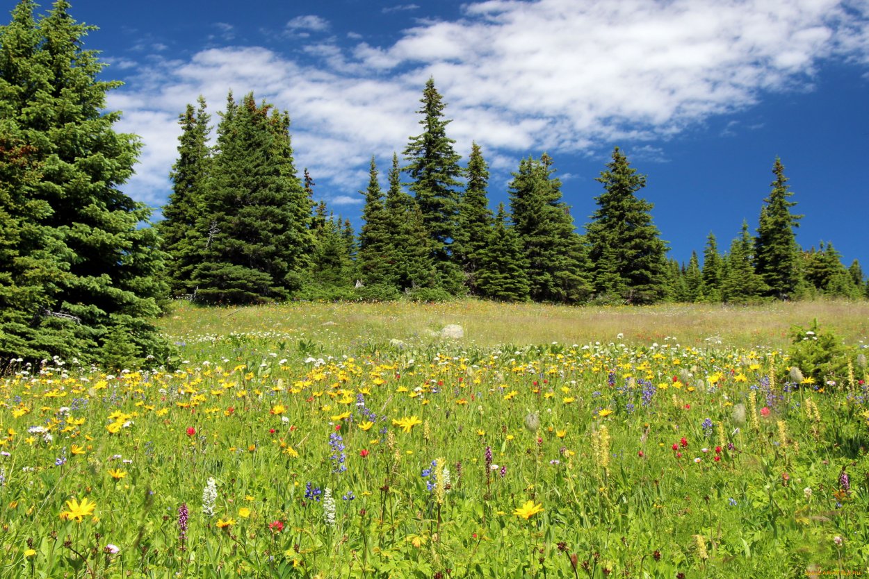 Эстетика природы
