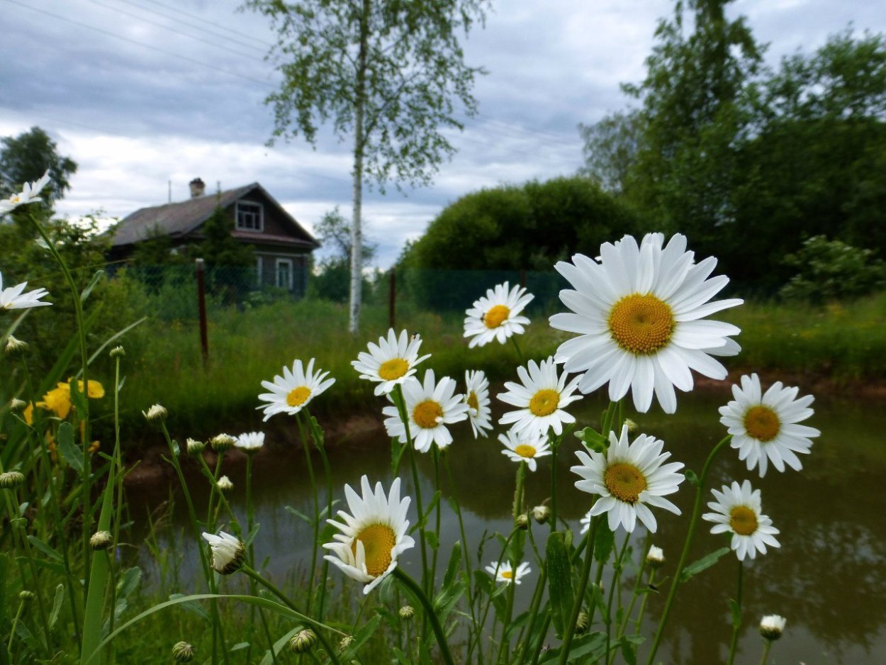 Лето деревня Тверская область