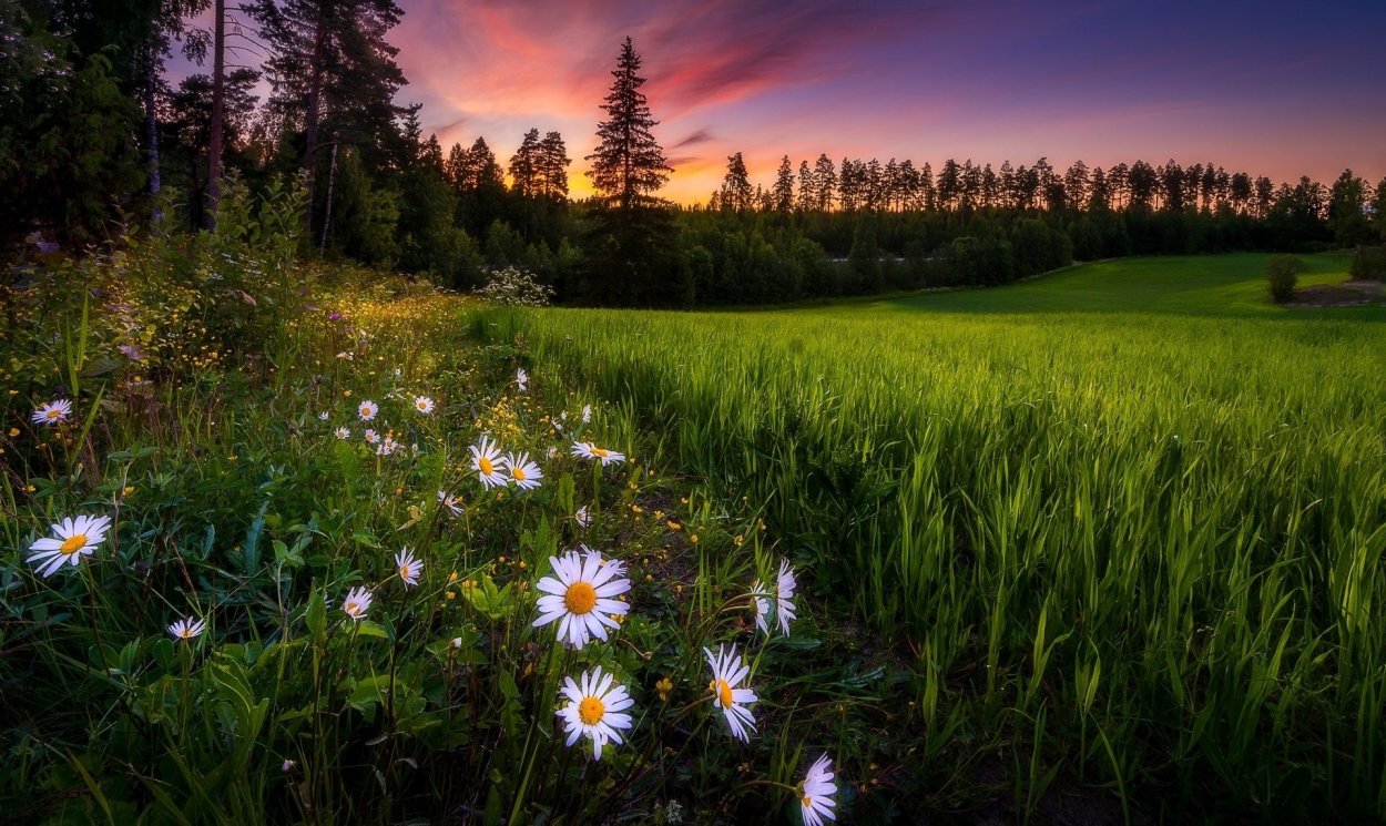 Лето ягоды цветы